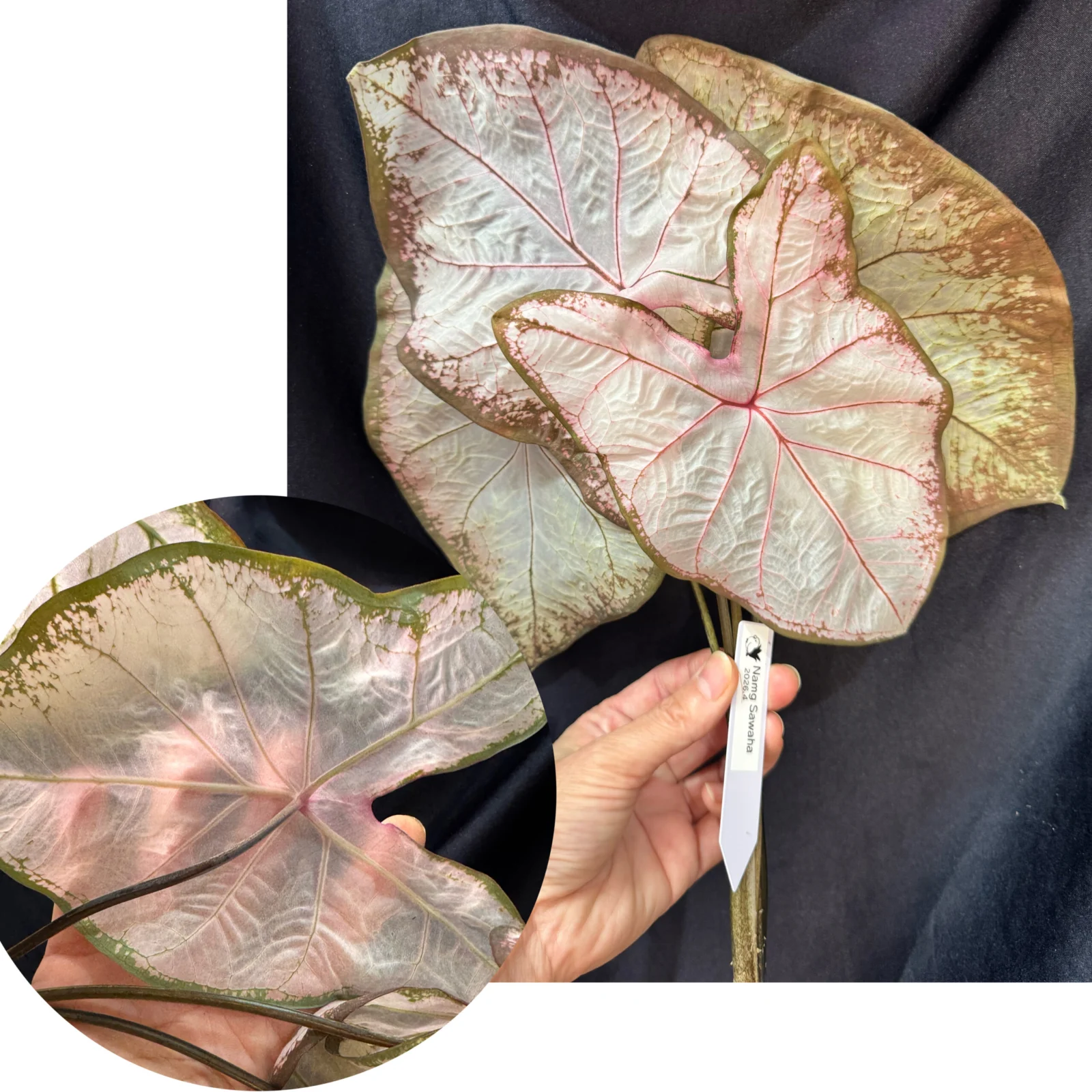 カラジウム　ナムサワーハ