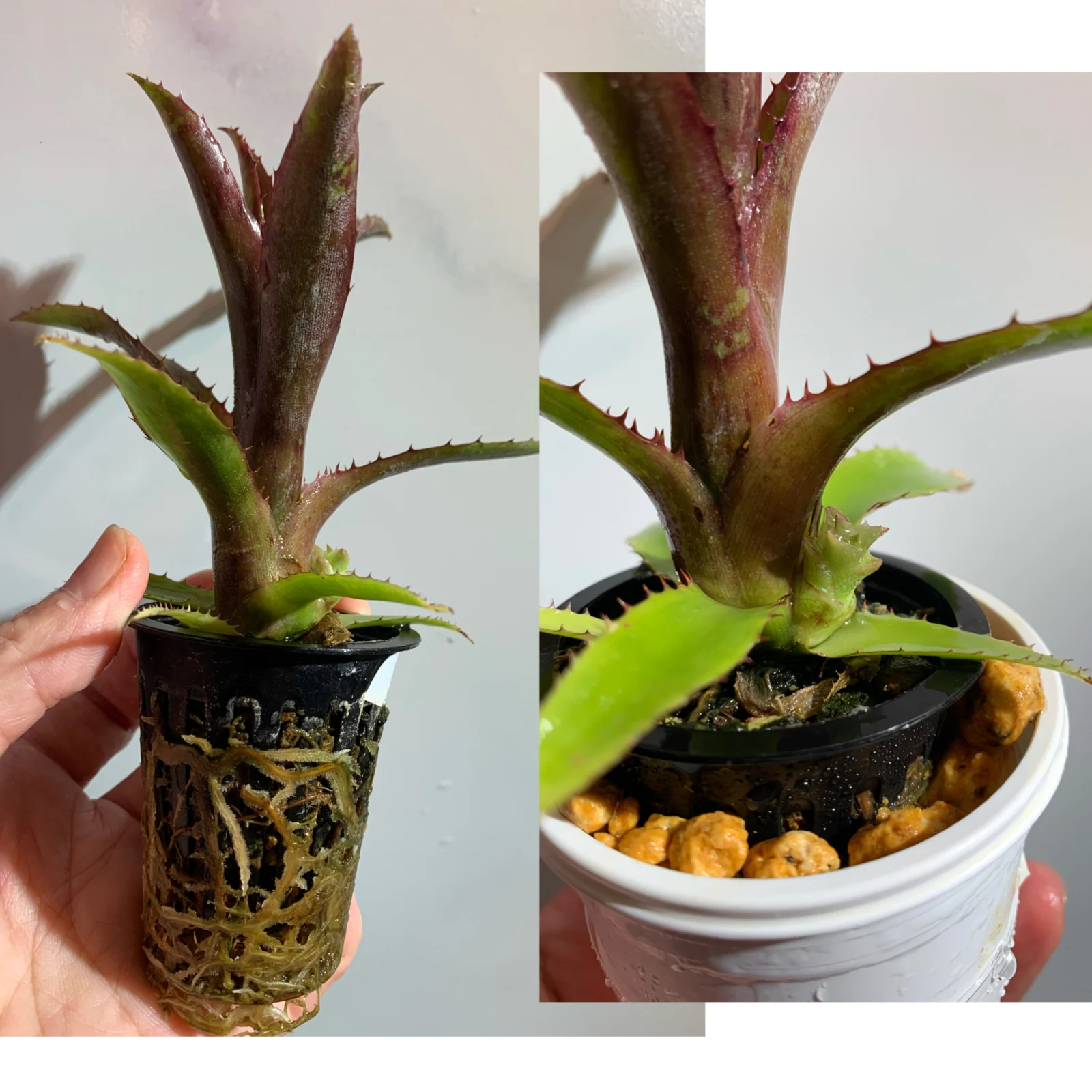 ビルベルギア　実生株　メッシュポット　根鉢