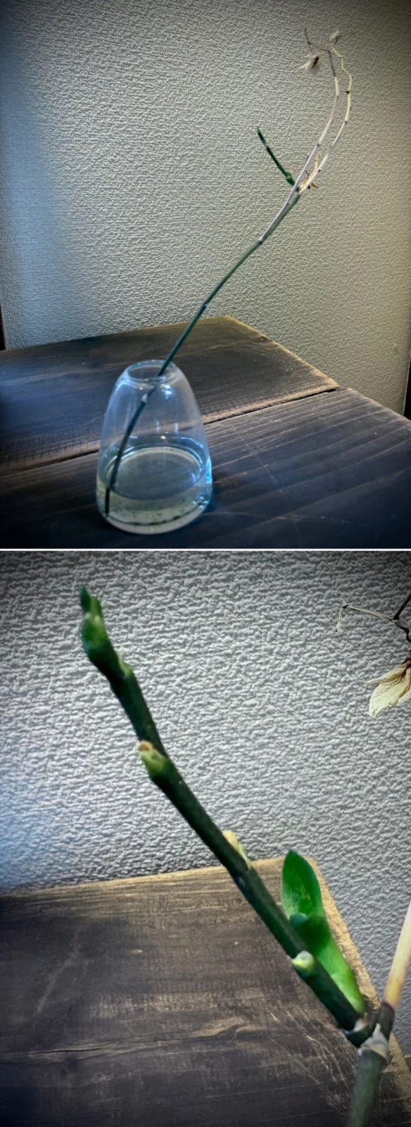 コチョウラン 切り花