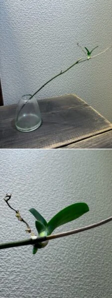 コチョウラン　切り花　高芽　その後