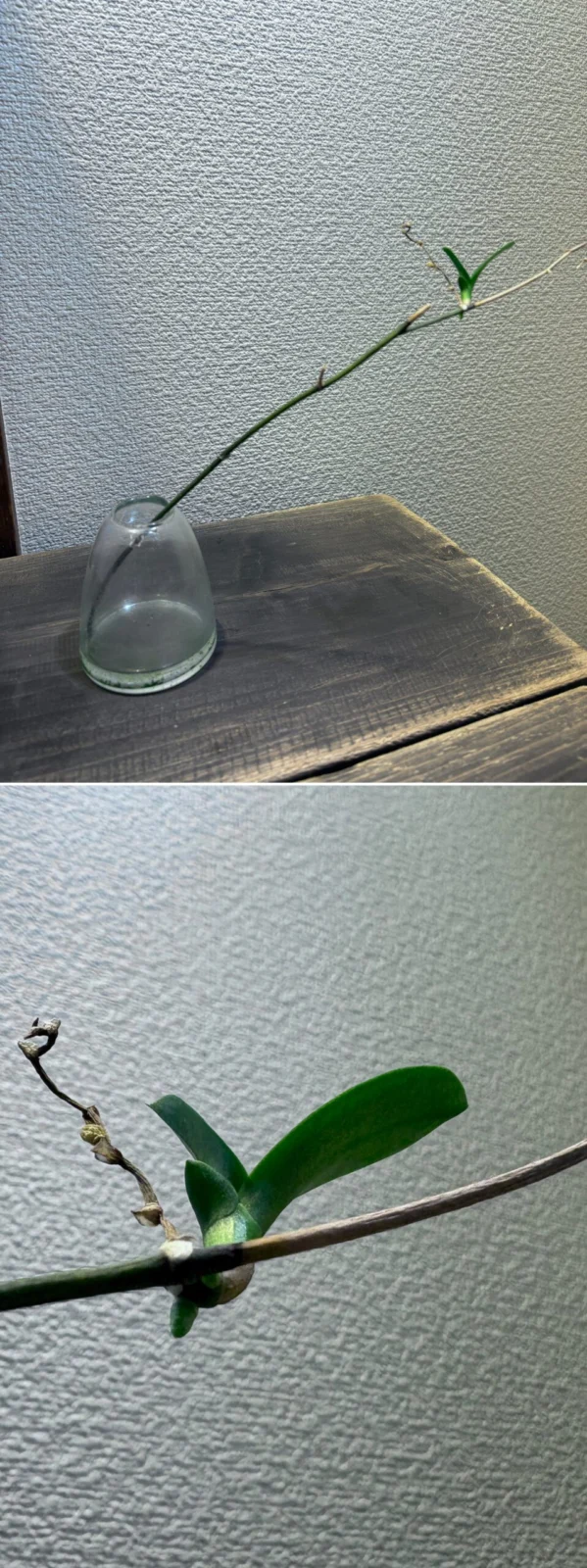 コチョウラン　切り花　高芽　その後