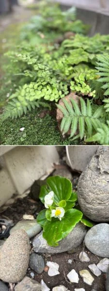 野良アジアンタム　野良ベゴニア