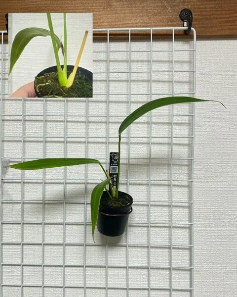 アンスリウム パリディフォリウム#2 pallidiflorum