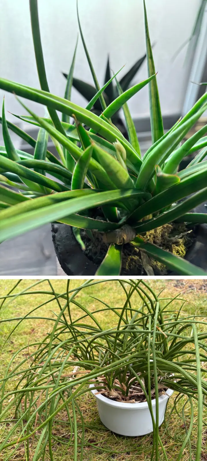 サンセベリア 品種不明