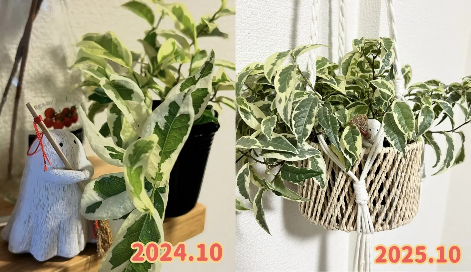 フィカス　ラディカンスホワイト