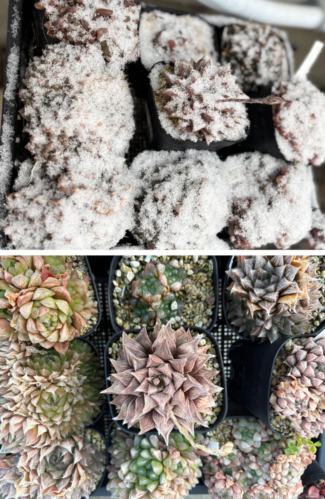 ハオルチア　雪