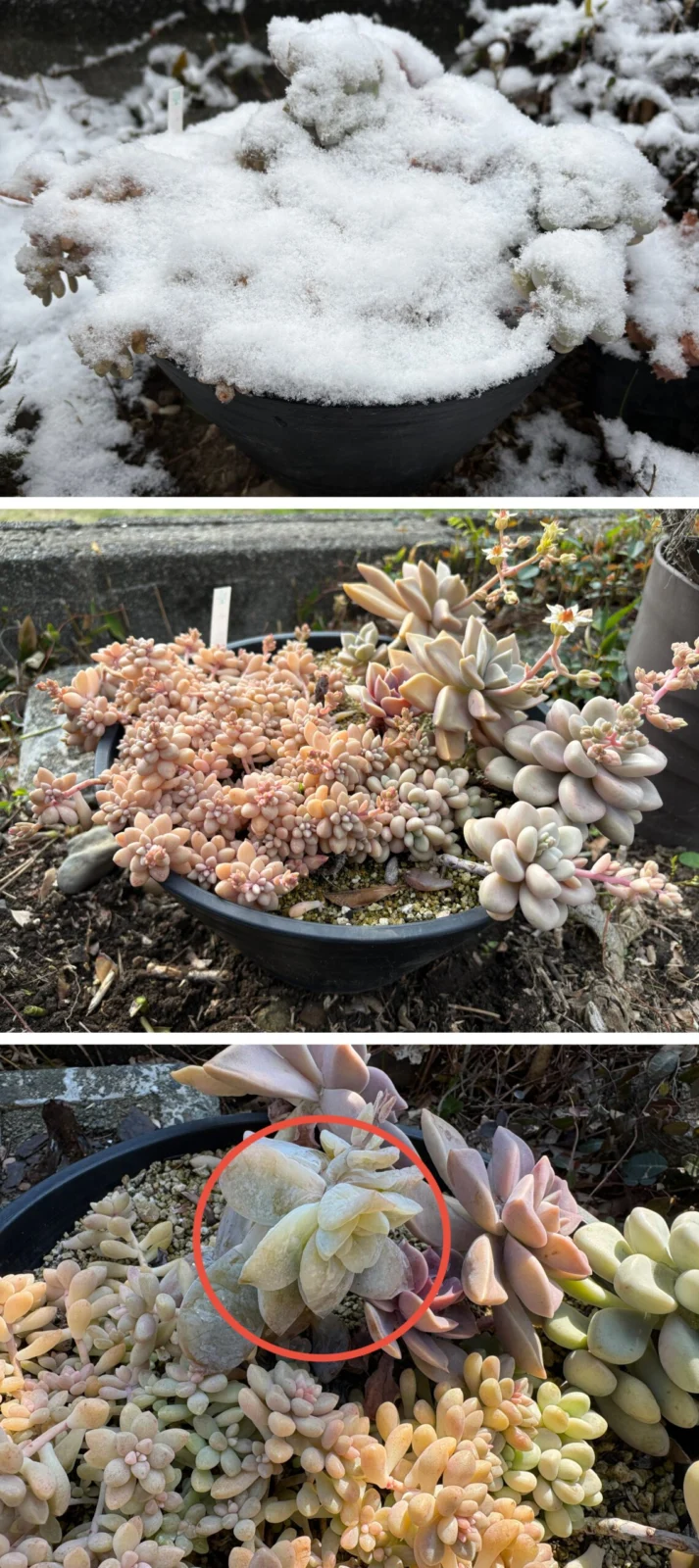 グラプトペタルム　多肉植物　雪