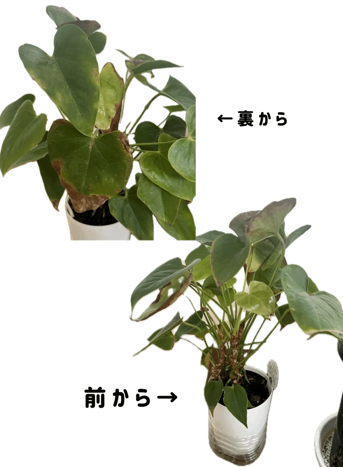 アンスリウム 赤花