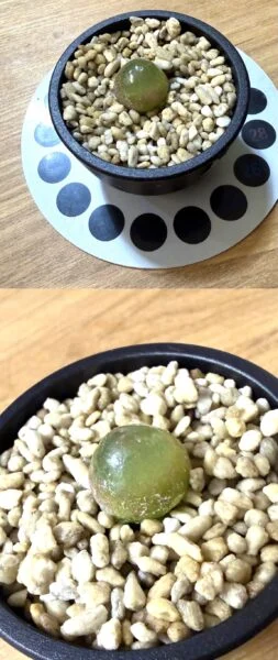 コノフィツム ブルゲリ