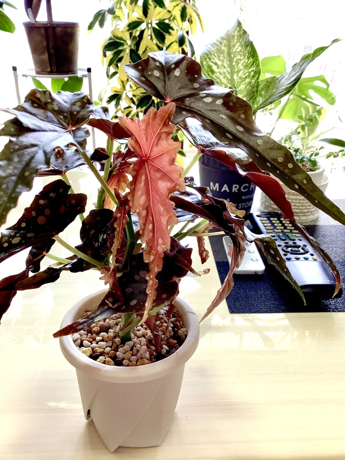 ベゴニア　ブラックフォレスト