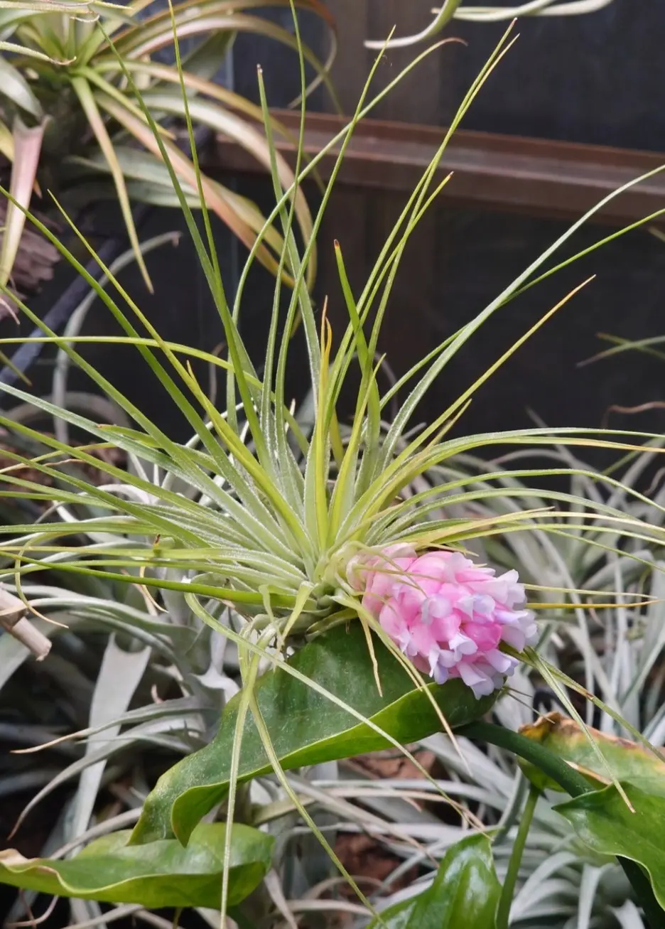 Tillandsia stricta ‘Mana’