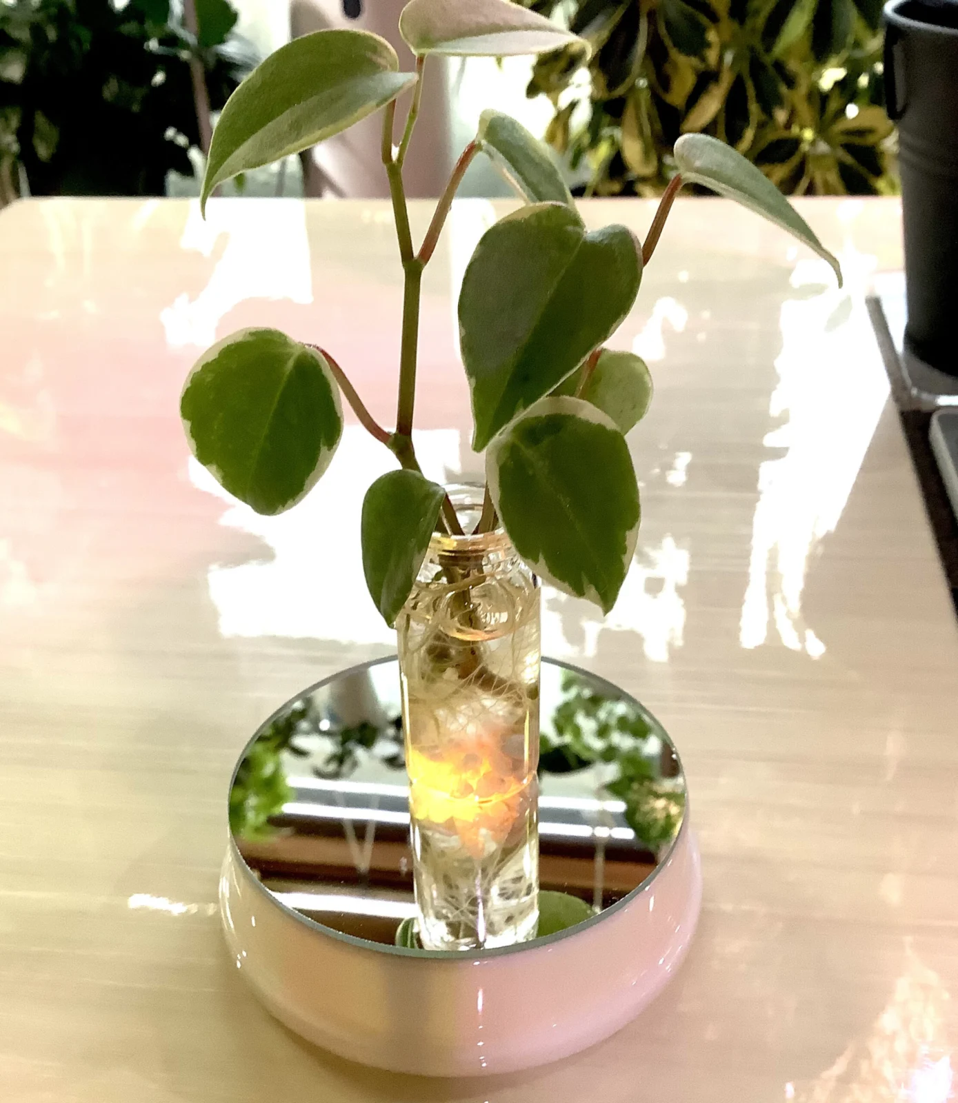 ペペロミア セルペンス 水耕栽培
