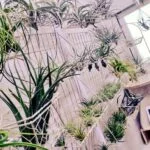 Mie.aのアバター