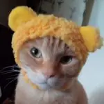 chimomiaaのアバター