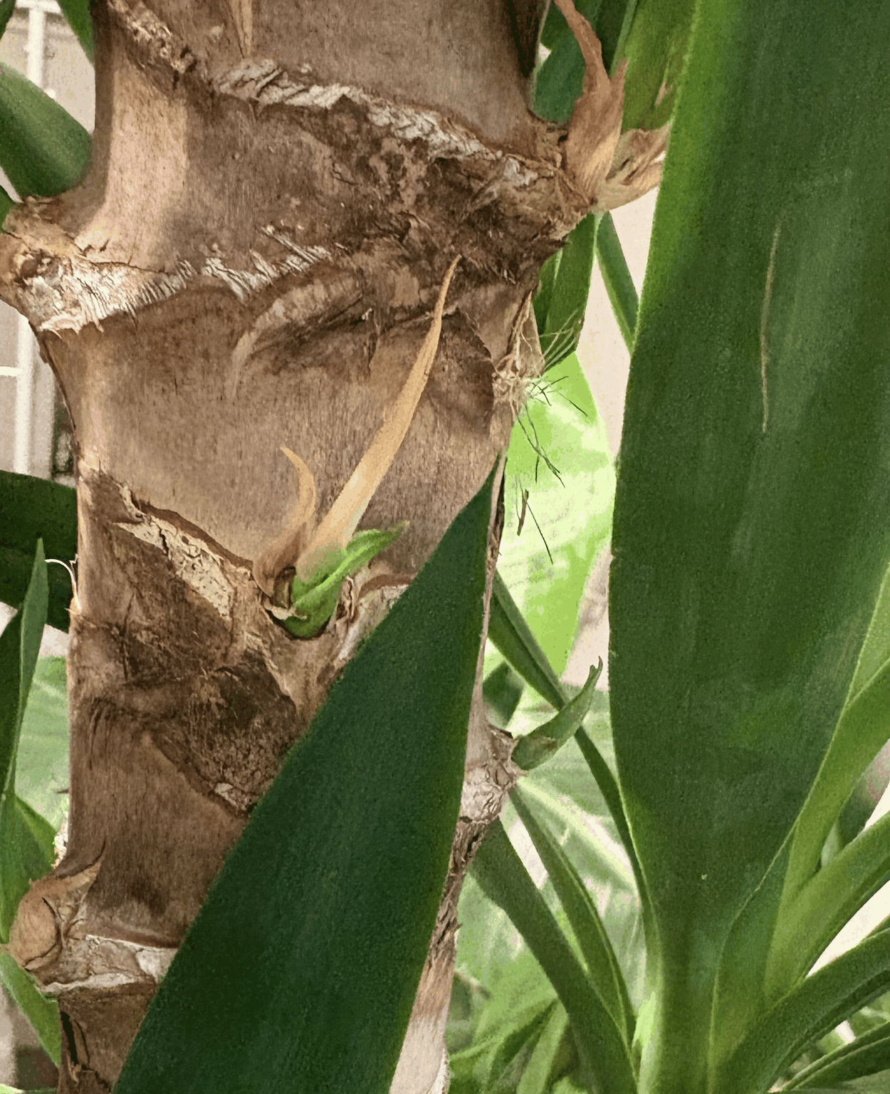 ユッカ　エレファンティペス