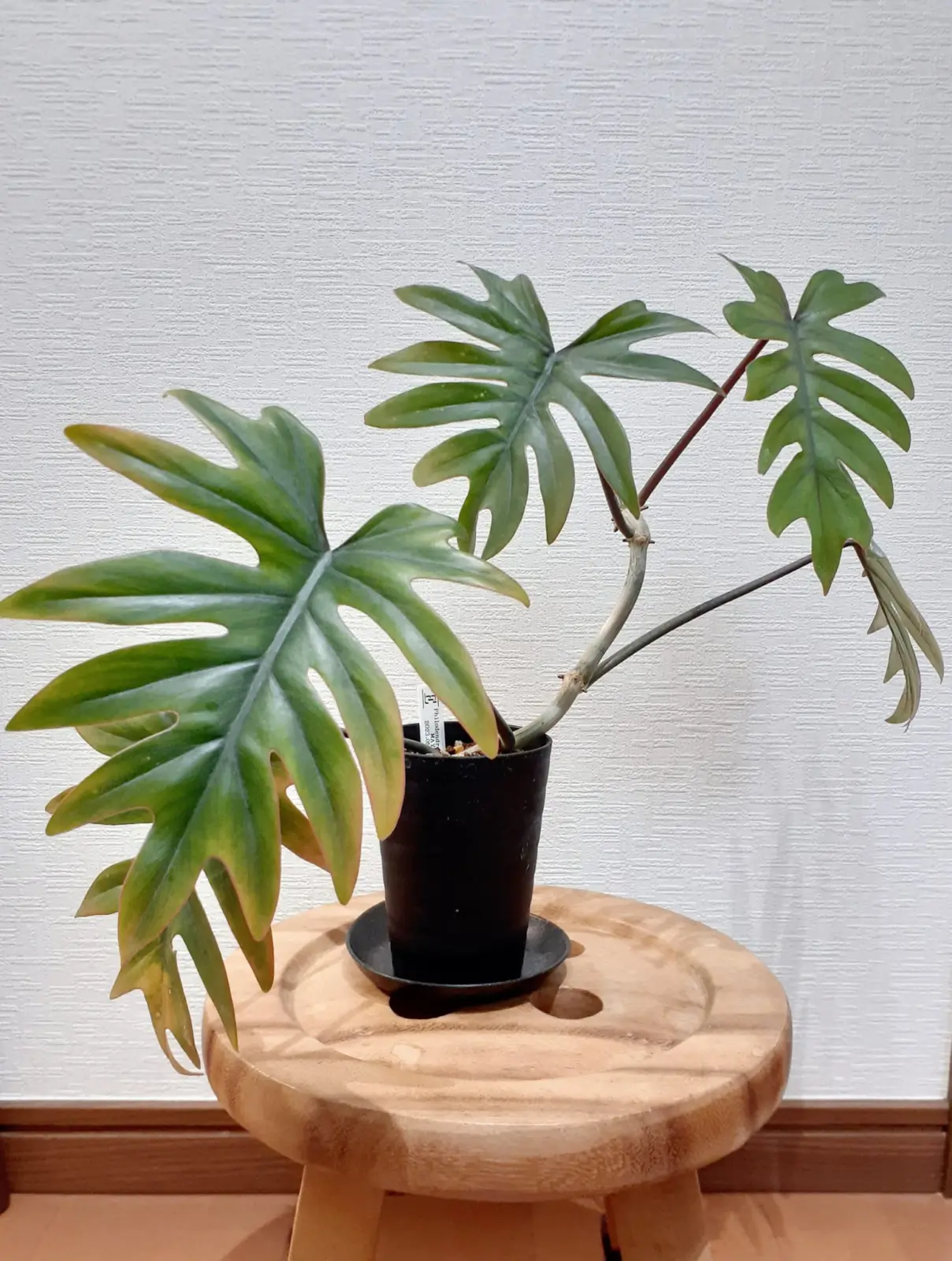 フィロデンドロン マヨイ – Plants Navi